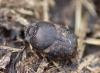 Onthophagus sp.
